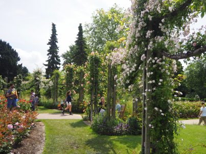 The beautiful rose gardens in Regent's Park